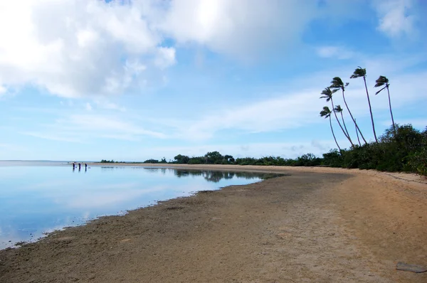 Sandy beach with palms — Stock Photo, Image