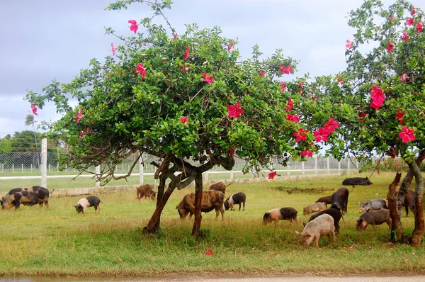 Pigs eat grass under trees with flowers — Stock Photo, Image