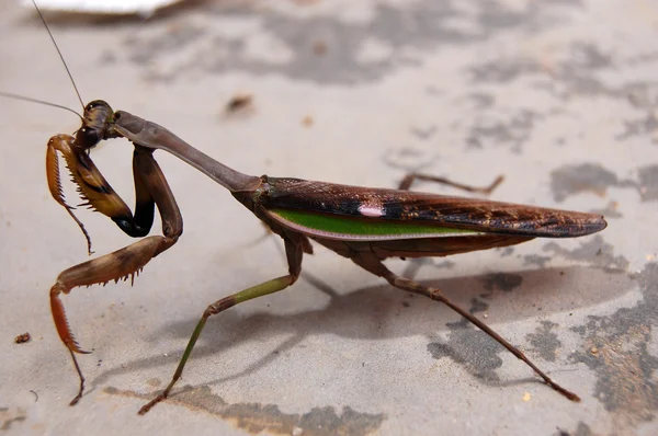 Grosse vue macro insecte Images De Stock Libres De Droits