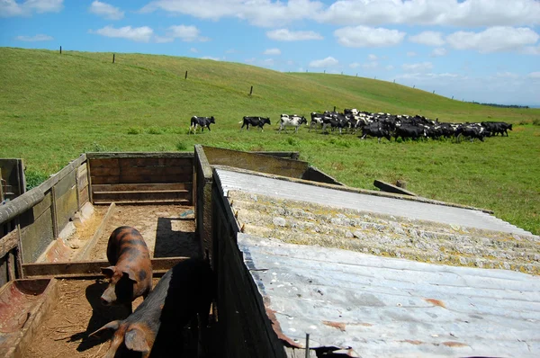 Pigsty at farmland — Stock Photo, Image