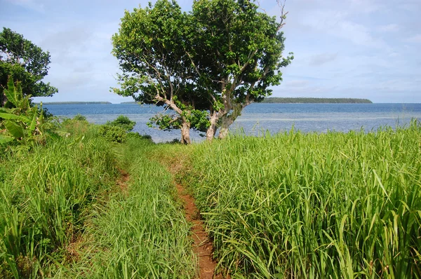 Dirt road at grass field near ocean coast — Stock Photo, Image