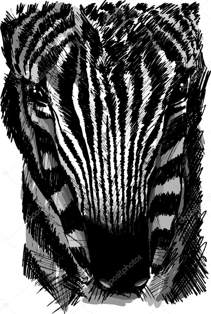 Sketch of a zebra head