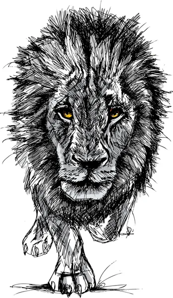 Bosquejo de un león africano macho grande — Vector de stock