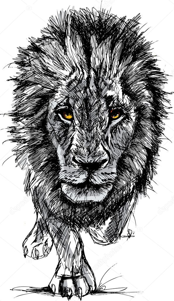 Sketch of a big male African lion