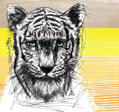 Sketch of white tiger clipart
