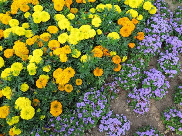 Coloridos Macizos Flores Jardín Formal —  Fotos de Stock