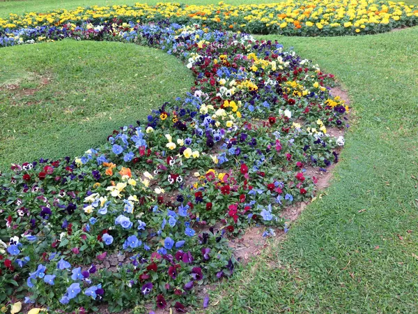 Barevné Květinové Záhony Formální Zahradě — Stock fotografie