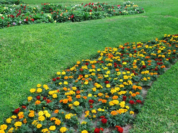 Coloridos Macizos Flores Jardín Formal — Foto de Stock