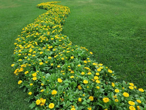 正式な庭の黄色の花壇 — ストック写真