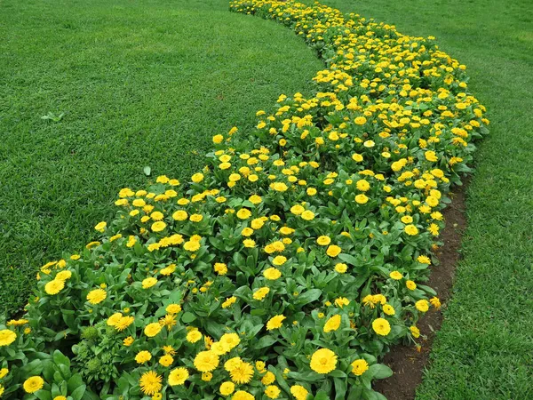 正式花园的黄花床 — 图库照片