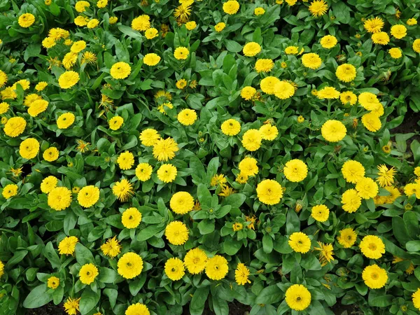 Camas Flores Amarillas Jardín Formal —  Fotos de Stock