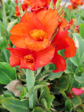 Resmi bahçede renkli çiçek yatakları