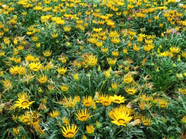 Resmi bahçede renkli çiçek yatakları