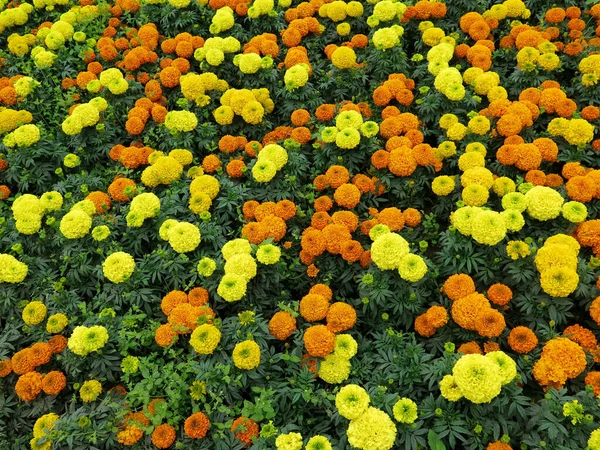 正式な庭のカラフルな花壇 — ストック写真