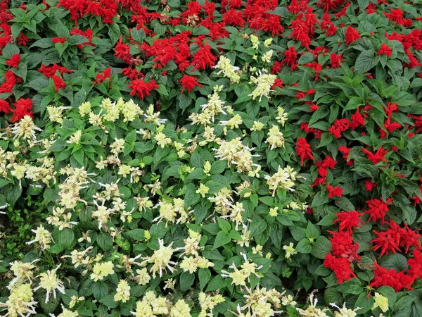 Kleurrijke Bloembedden Formele Tuin — Stockfoto