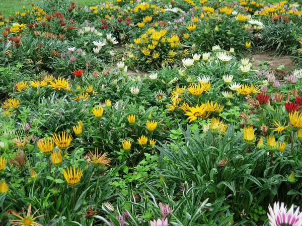 Coloridos Macizos Flores Jardín Formal — Foto de Stock