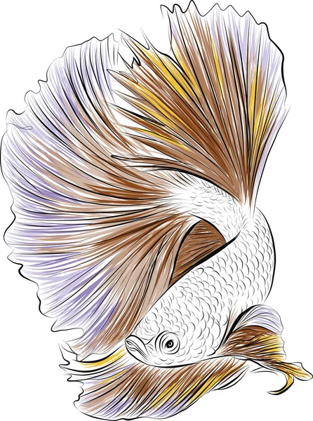 Handgetekende Schets Van Siamese Betta Vis Vector Illustratie — Stockvector