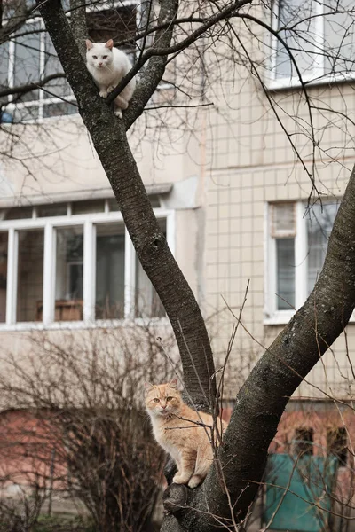 Δύο Χαριτωμένες Γάτες Κάθονται Ένα Δέντρο Υπέροχες Γάτες Στη Φύση — Φωτογραφία Αρχείου