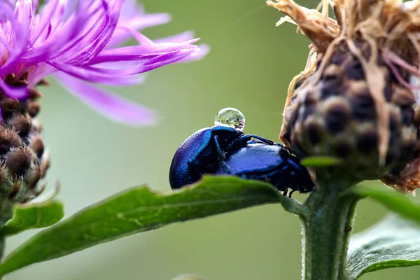 Acercamiento Dos Escarabajos Apareándose Una Hoja Flor Cardo Mariano Rosa — Foto de Stock