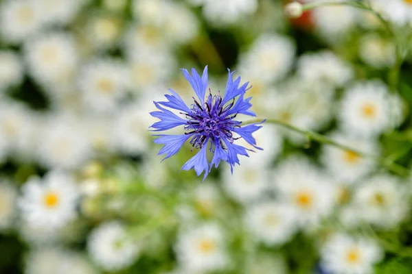 Kukoricavirág Vad Kék Virágok Virágoznak Szoros Kép — Stock Fotó