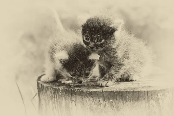 2つの濃い灰色の子猫が切り株に座っています ふわふわグレーの猫猫 — ストック写真