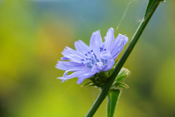 Flor Chicória Comum Azul Isolado Luz Desfocada Fundo Natural Vista — Fotografia de Stock