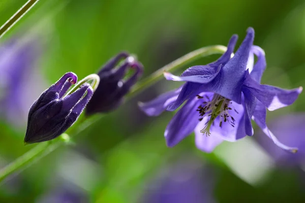 Wątpliwa Ostroga Rycerska Nazywał Się Rakieta Larkspur Gigantyczny Larkspur Również — Zdjęcie stockowe