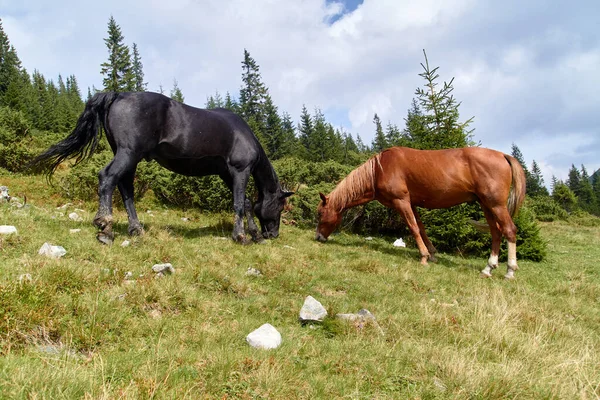 Piros Fekete Lovak Magasan Legelnek Zöld Hegyekben Gyönyörű Ápolt Lovak — Stock Fotó