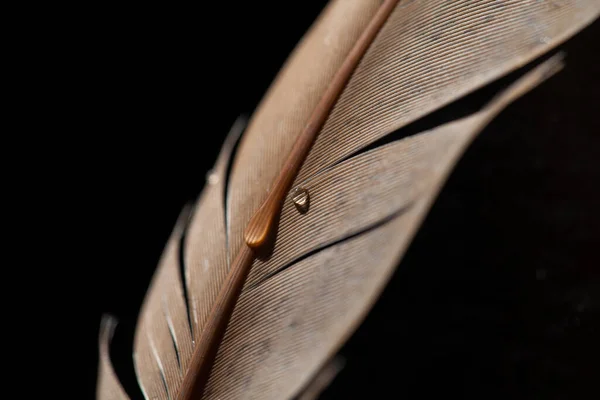 Fragment Ptačího Peří Kapkami Vody Makro Záběr Kapky Vody Ptačí — Stock fotografie