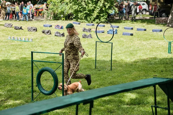 Cynologist with a dog. Service Dog Breed English Cocker Spaniel Dog. Training of working dog outdoors