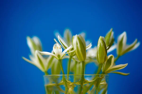 Mavi Arka Planda Minyatür Vazoda Beyaz Çiçekler Bahar Çiçeği Buketi — Stok fotoğraf