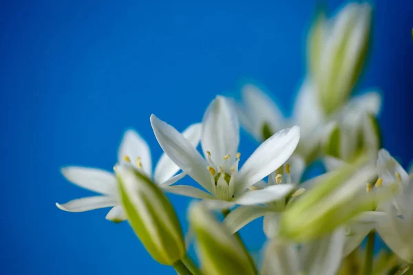 Mavi Arka Planda Minyatür Vazoda Beyaz Çiçekler Bahar Çiçeği Buketi — Stok fotoğraf