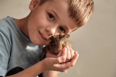 Portrait of happy smiling little boy hugging brown guinea pig. Adorable little child with pet play. Closeup view of cute guinea pig.