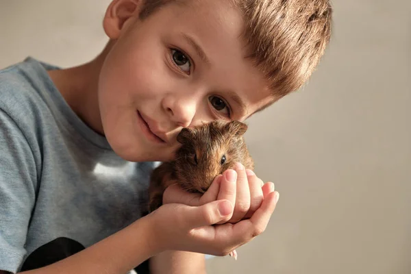 Portrait of happy smiling little boy hugging brown guinea pig. Adorable little child with pet play. Closeup view of cute guinea pig.