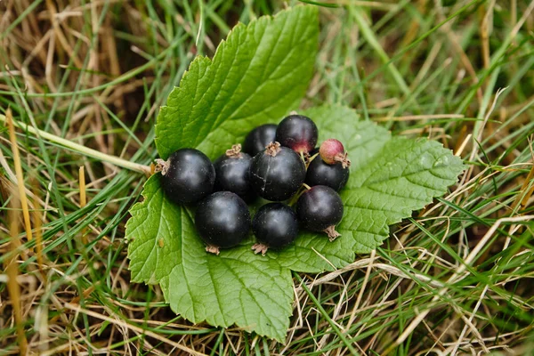 Black Currant Leaves Gardening Healthy Food Concept — Zdjęcie stockowe