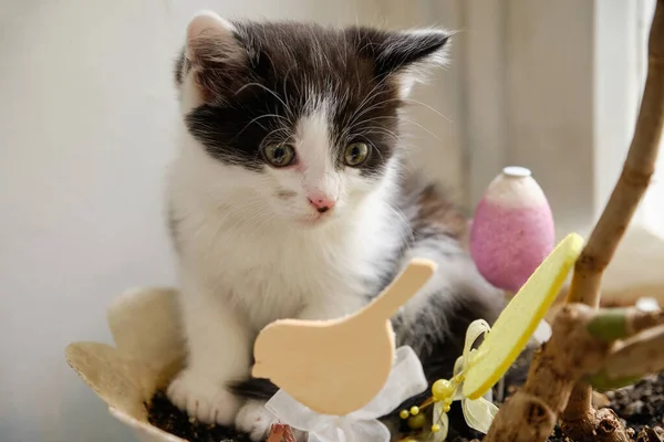 Kitten Sitting Flower Pot Portrait Black White Domestic Kitten — Stock Photo, Image