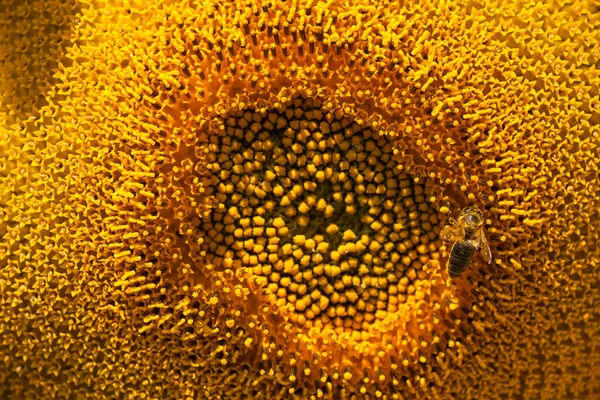 Bee gathering pollen in sunflower field, macro view. Sunflower natural background.