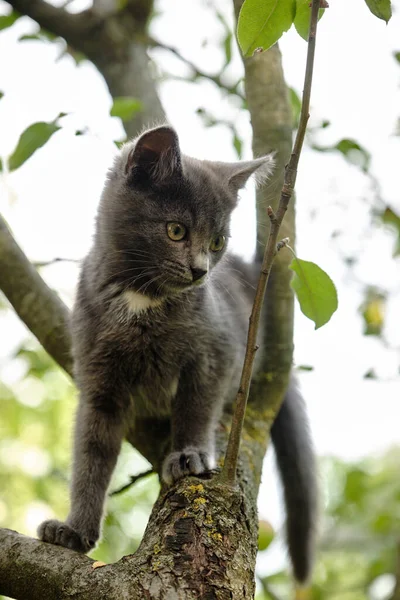 Beautiful Young Cat Sitting Tree Cute Pet Natural Green Background — Stock Photo, Image