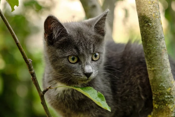 Beautiful Young Cat Sitting Tree Cute Pet Natural Green Background — Stock Photo, Image