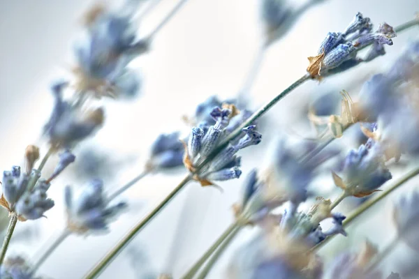 Dried Lavender Branches Bunches Small White Seeds Thin Branches Selected — Fotografia de Stock
