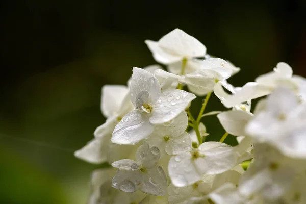 Closeup Beautiful White Hydrangea Flowers Rain Selective Focus Fresh White — Stok fotoğraf