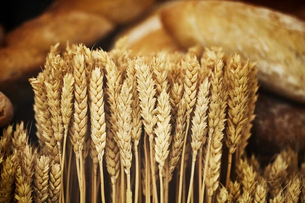Ears Golden Wheat Close Assorted Crispy Fresh Bread Wheat Spikelets — Stock Photo, Image