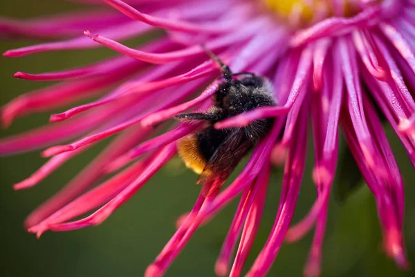 Bumblebee covered with dew, sleeps on the aster flower. Bumblebee wakes up from a night\'s sleep. His hair is wet and covered with dew.