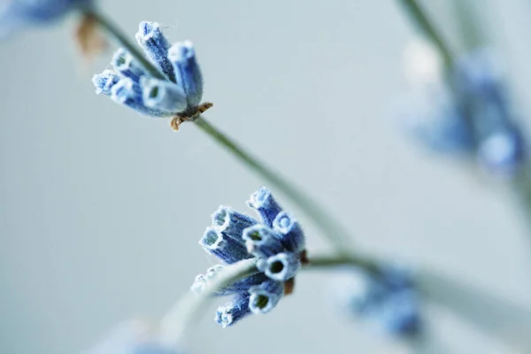 Closeup Macro Ramos Lavanda Seca Bando Pequenas Sementes Brancas Ramos — Fotografia de Stock