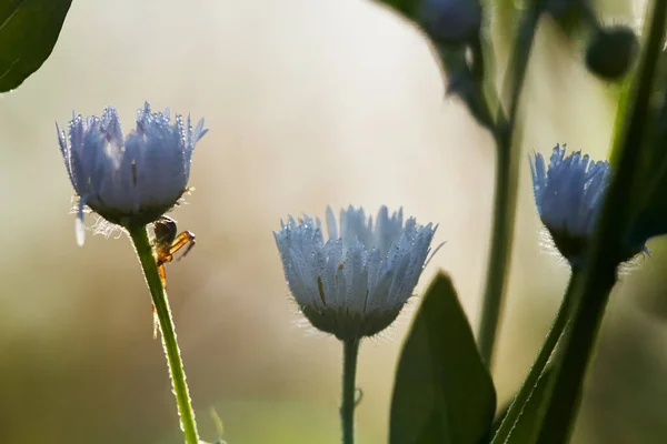 Маленький Паук Цветке Ромашки Цветочный Паук Селективный Фокус — стоковое фото