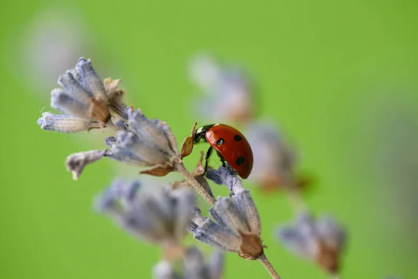 Primer Plano Una Mariquita Una Flor Lavanda Flor Lavanda Mariquita — Foto de Stock