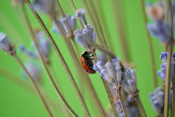 Closeup Ladybug Lavender Flower Lavender Flower Ladybug Green Background Shallow — Stock Photo, Image