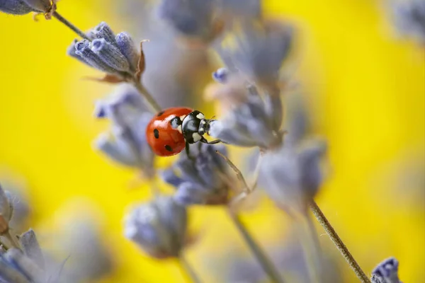 Siete Mariquitas Una Rama Lavanda Floreciente Flor Lavanda Mariquita Sobre — Foto de Stock