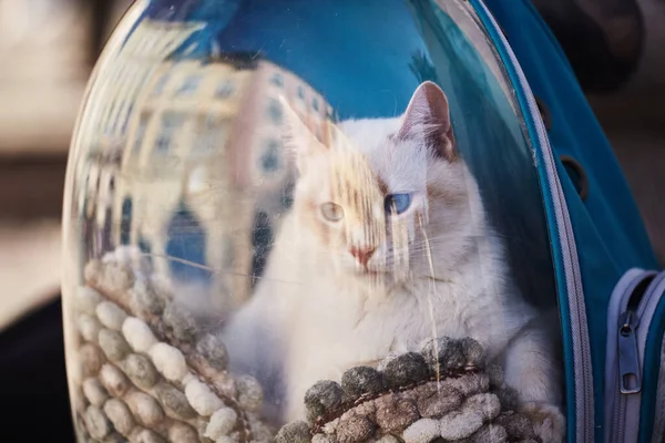 White cat in backpack with porthole. Domestic cat looks out window of transparent backpack. Backpack for carrying animals. Pet friendly concept. Shallow Depth of Field
