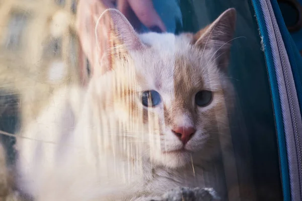 White cat in backpack with porthole. Domestic cat looks out window of transparent backpack. Backpack for carrying animals. Pet friendly concept. Shallow Depth of Field